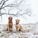 Two Dogs In Winter screenshot #1 128x128