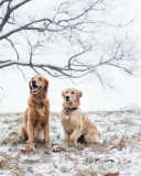 Das Two Dogs In Winter Wallpaper 128x160