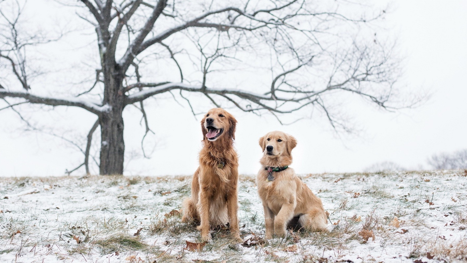 Обои Two Dogs In Winter 1600x900