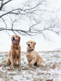 Two Dogs In Winter screenshot #1 240x320