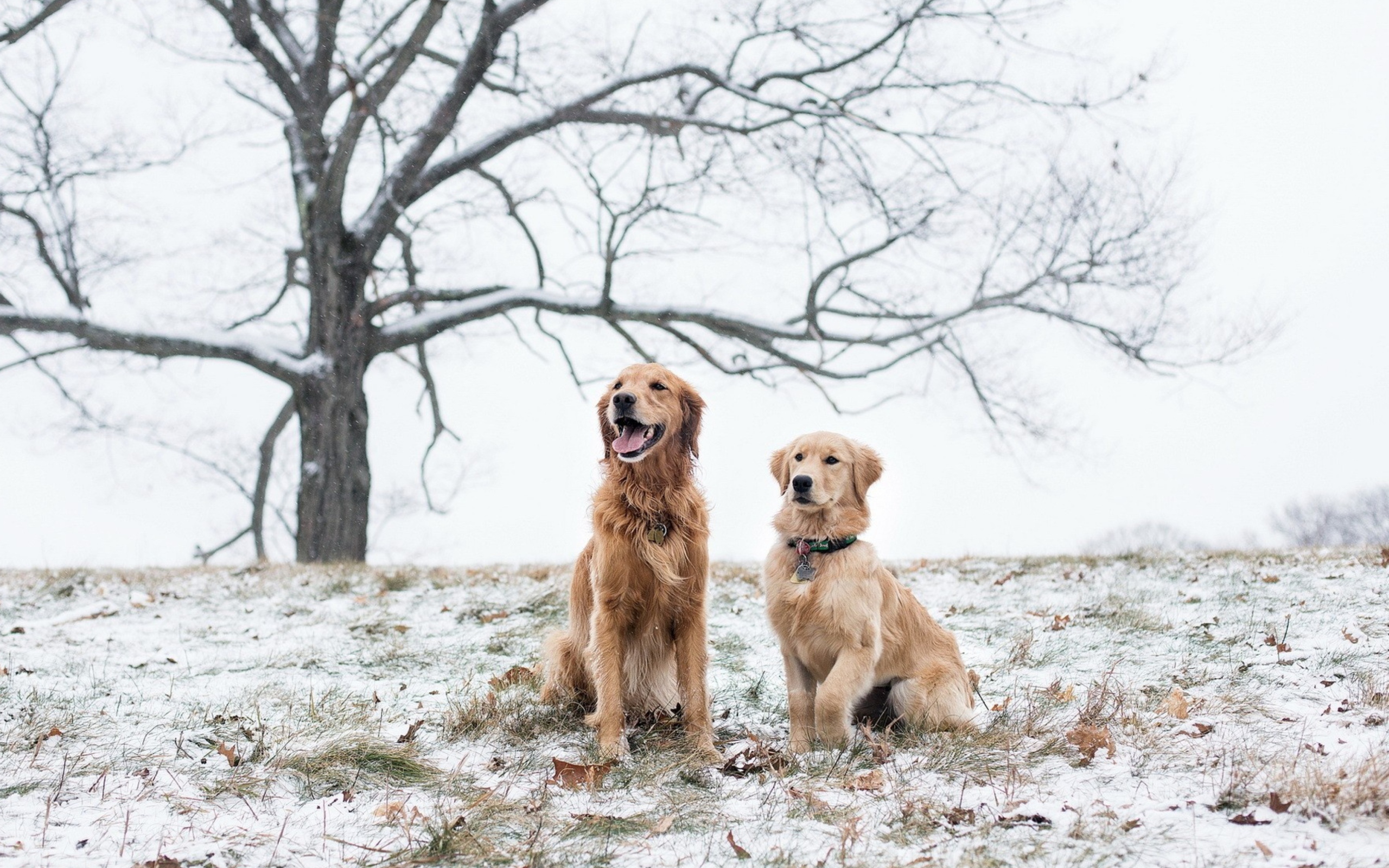 Two Dogs In Winter wallpaper 2560x1600