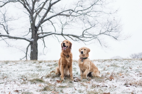 Two Dogs In Winter wallpaper 480x320