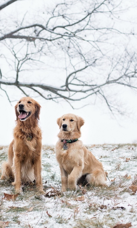 Обои Two Dogs In Winter 480x800