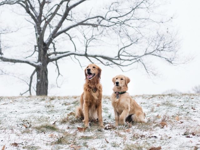 Das Two Dogs In Winter Wallpaper 640x480