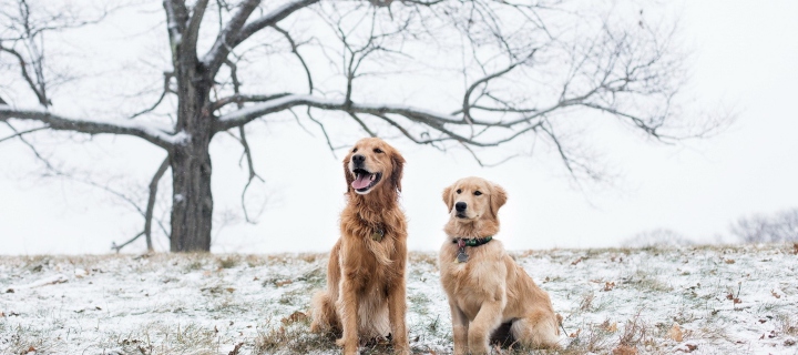 Two Dogs In Winter wallpaper 720x320