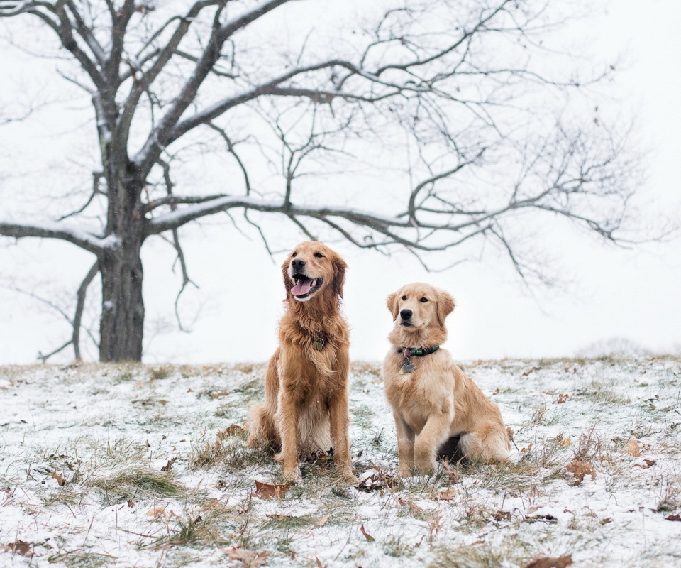 Das Two Dogs In Winter Wallpaper 960x800