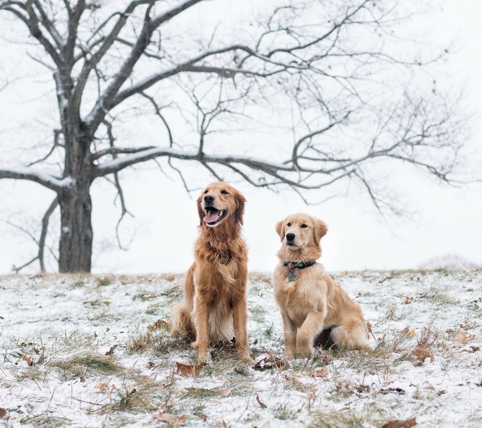 Обои Two Dogs In Winter 960x854