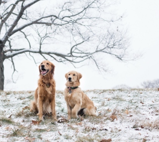 Kostenloses Two Dogs In Winter Wallpaper für 128x128