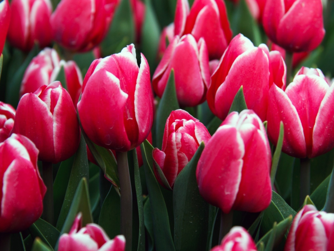 Red Tulips wallpaper 1280x960