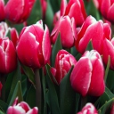 Red Tulips screenshot #1 128x128