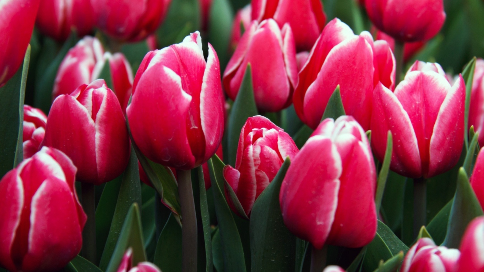 Red Tulips screenshot #1 1600x900