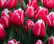 Red Tulips wallpaper 176x144