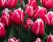 Screenshot №1 pro téma Red Tulips 220x176