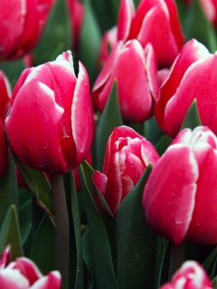 Red Tulips screenshot #1 240x320