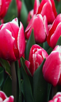 Fondo de pantalla Red Tulips 240x400