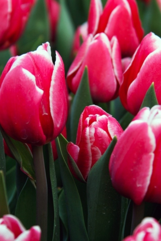 Red Tulips wallpaper 320x480