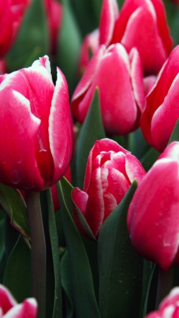 Fondo de pantalla Red Tulips 360x640