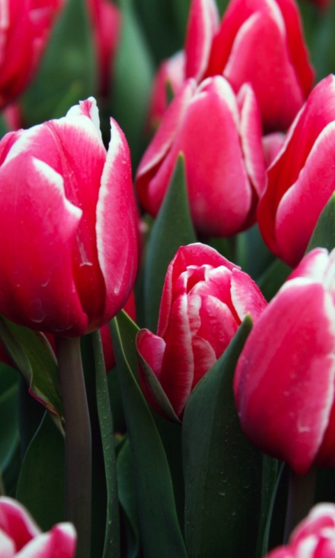 Red Tulips wallpaper 480x800