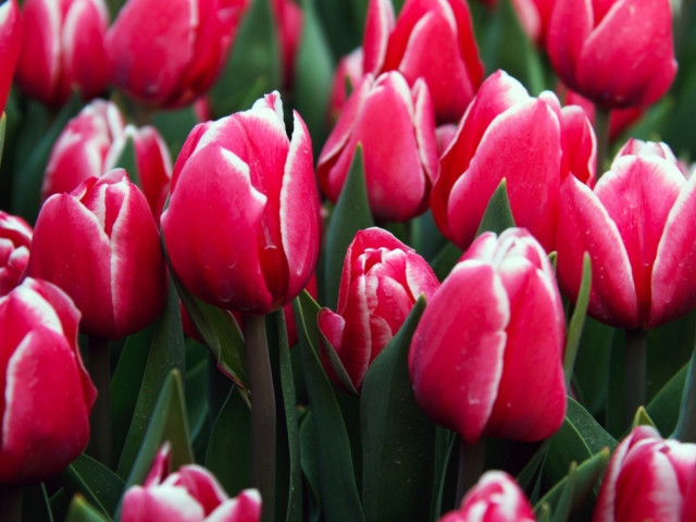 Red Tulips wallpaper 640x480