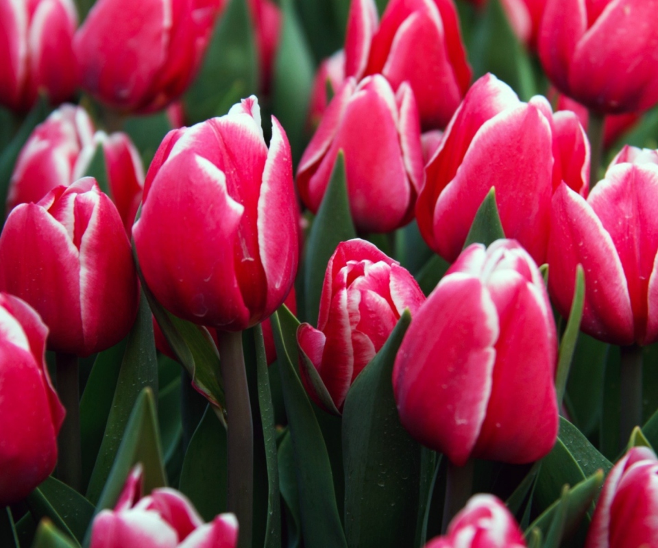 Red Tulips wallpaper 960x800