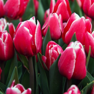 Red Tulips - Obrázkek zdarma pro Samsung Breeze B209