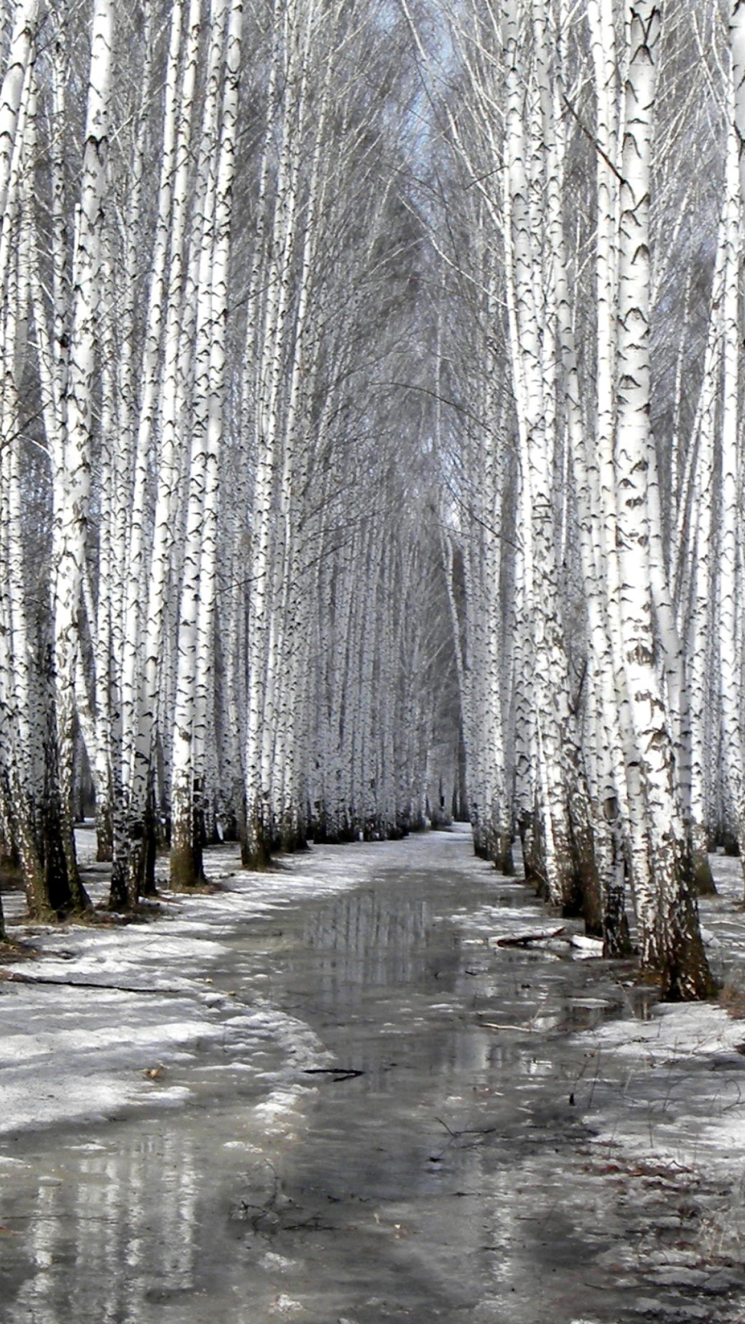 Birch forest in autumn screenshot #1 1080x1920