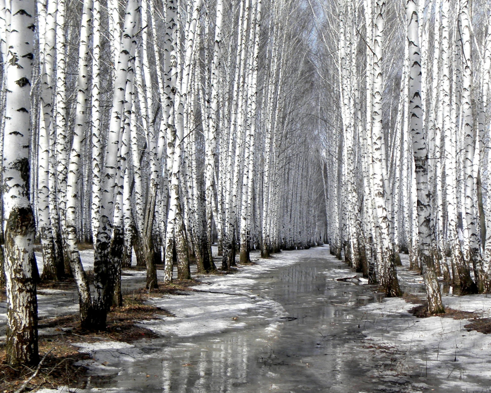 Screenshot №1 pro téma Birch forest in autumn 1600x1280