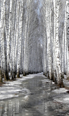 Обои Birch forest in autumn 240x400