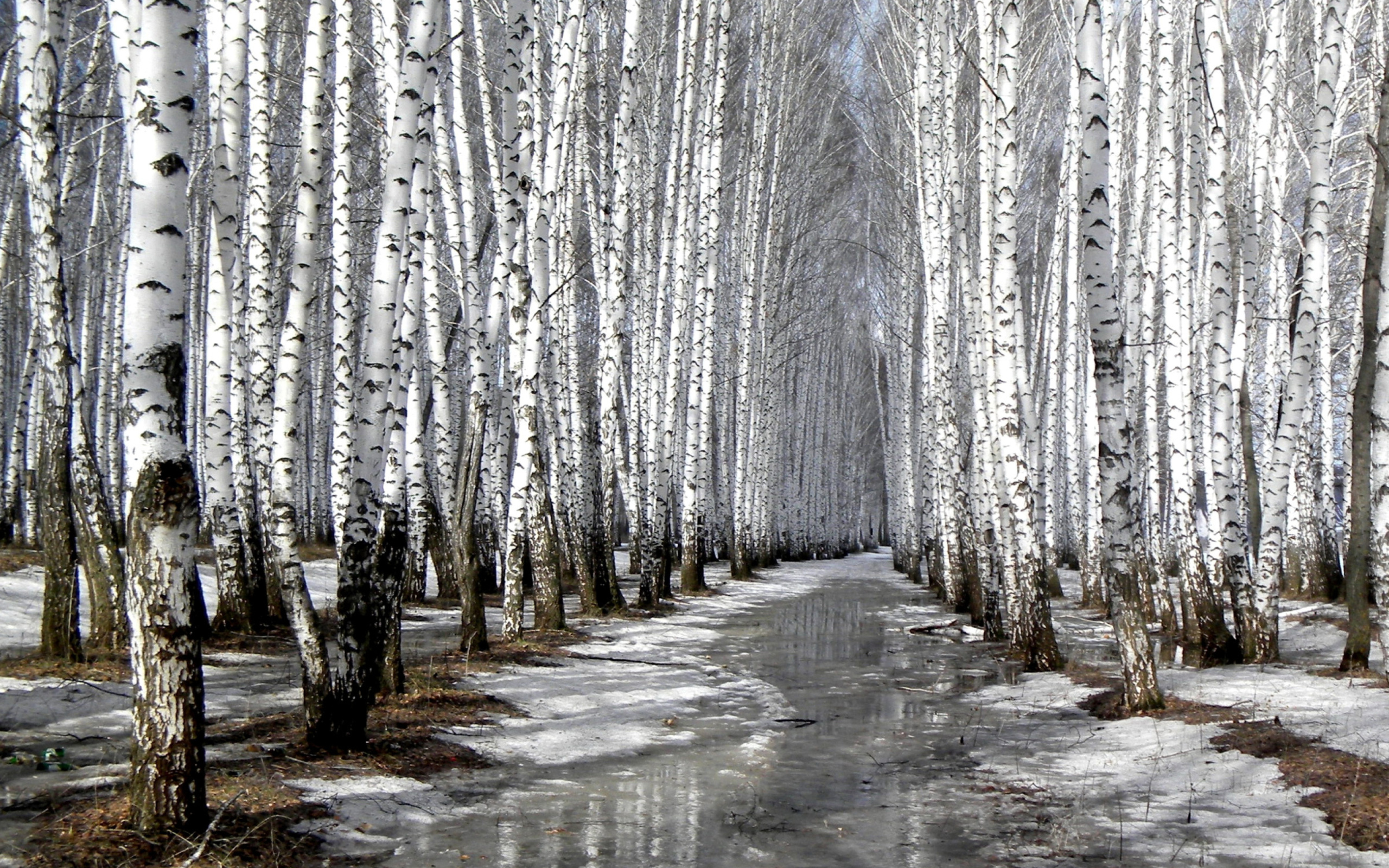 Fondo de pantalla Birch forest in autumn 2560x1600