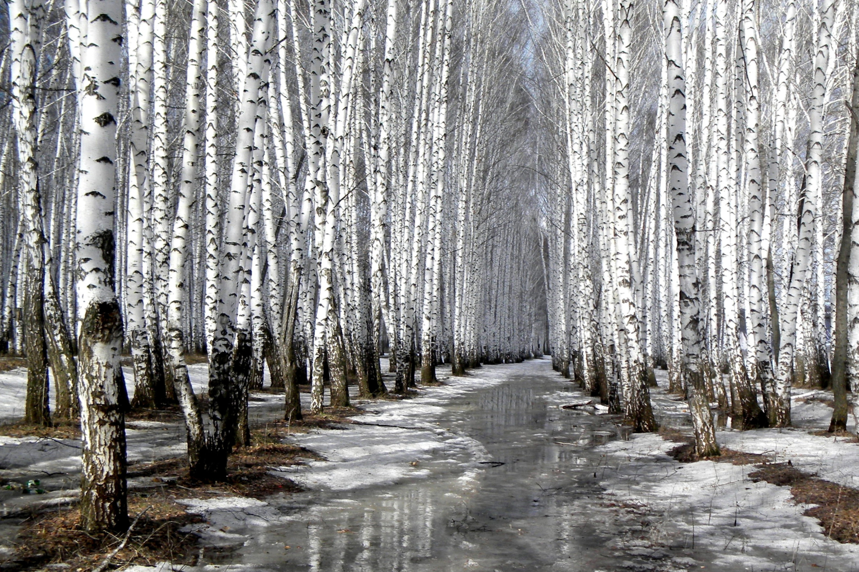 Das Birch forest in autumn Wallpaper 2880x1920