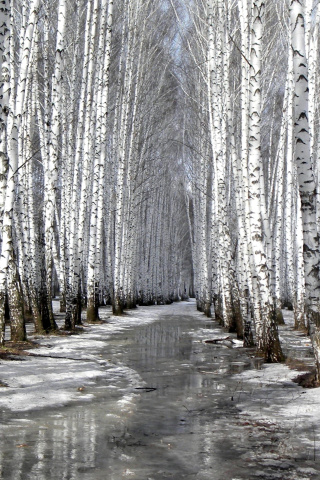 Fondo de pantalla Birch forest in autumn 320x480