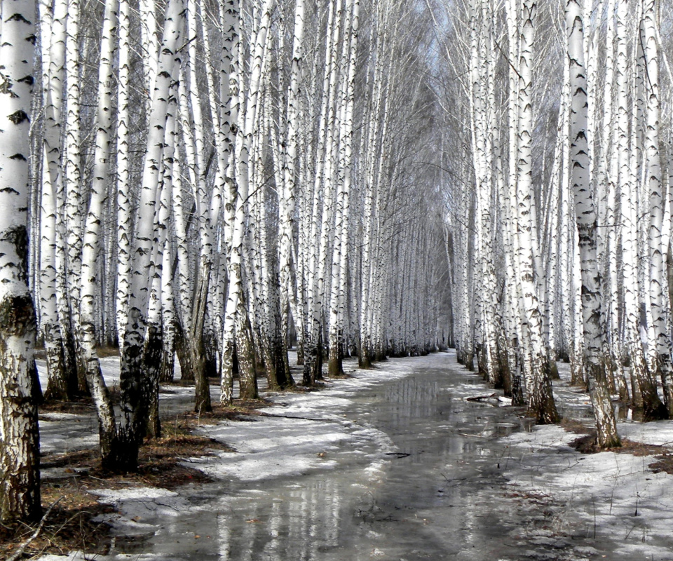 Fondo de pantalla Birch forest in autumn 960x800