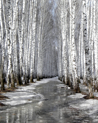 Birch forest in autumn - Obrázkek zdarma pro 480x800