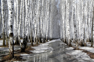 Birch forest in autumn - Obrázkek zdarma 
