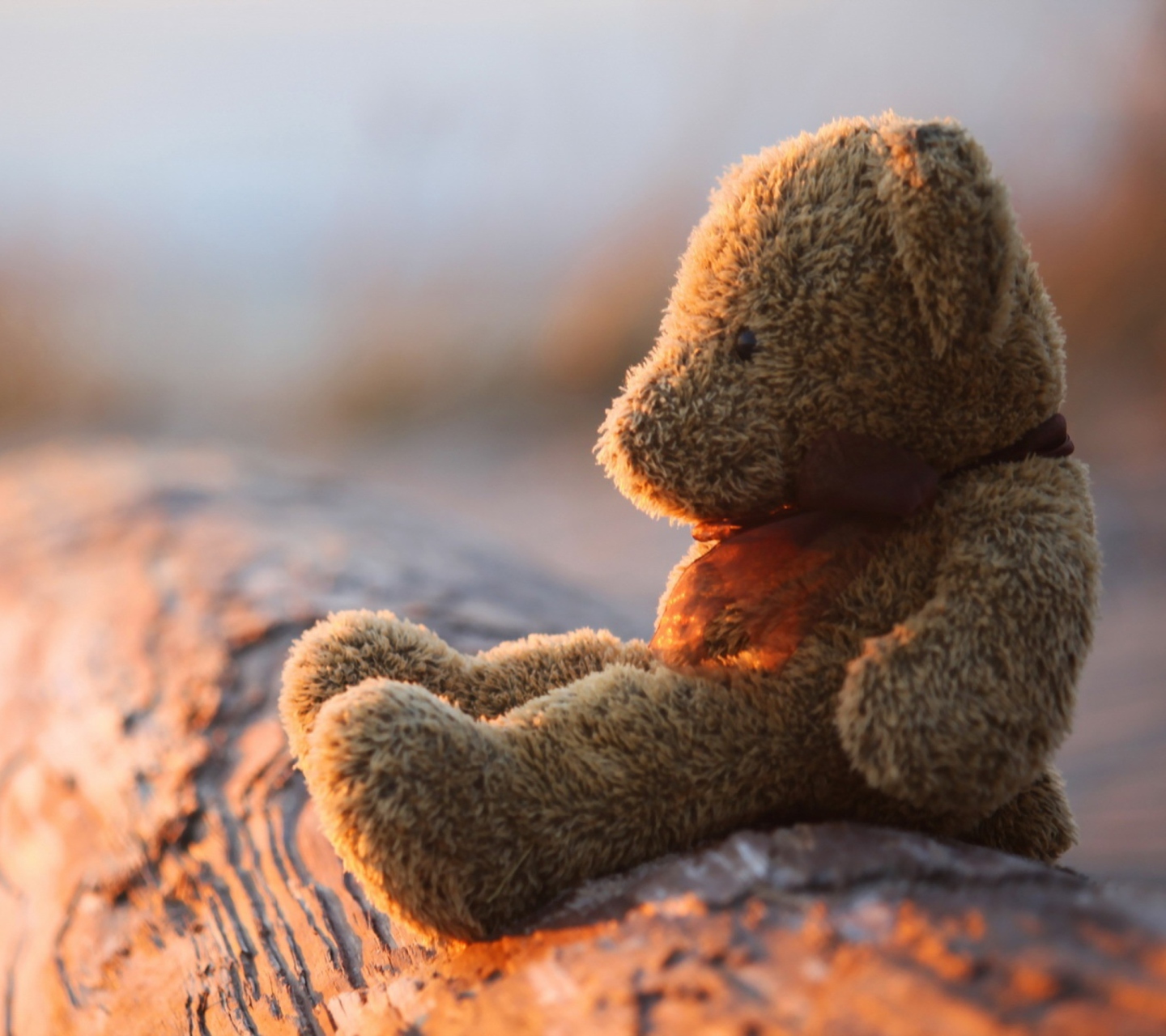 Lonely Teddy Bear wallpaper 1440x1280