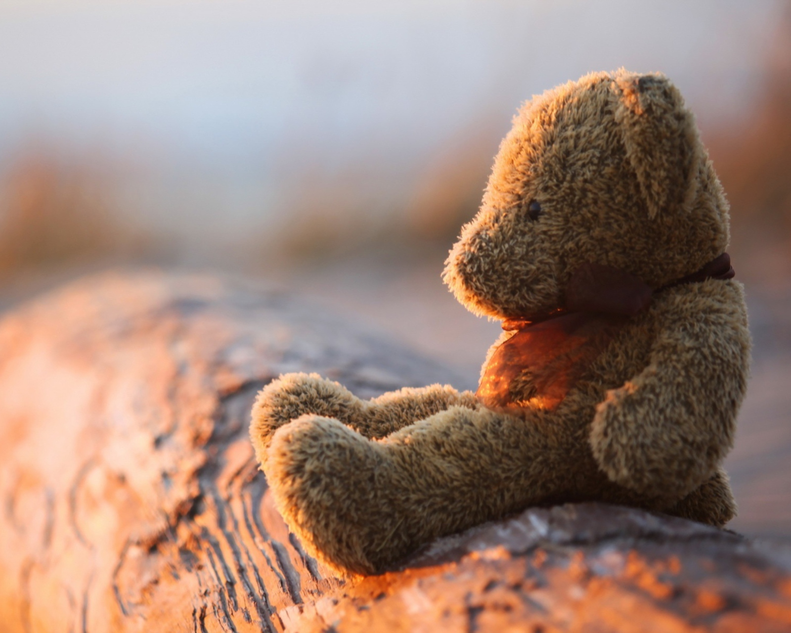 Fondo de pantalla Lonely Teddy Bear 1600x1280