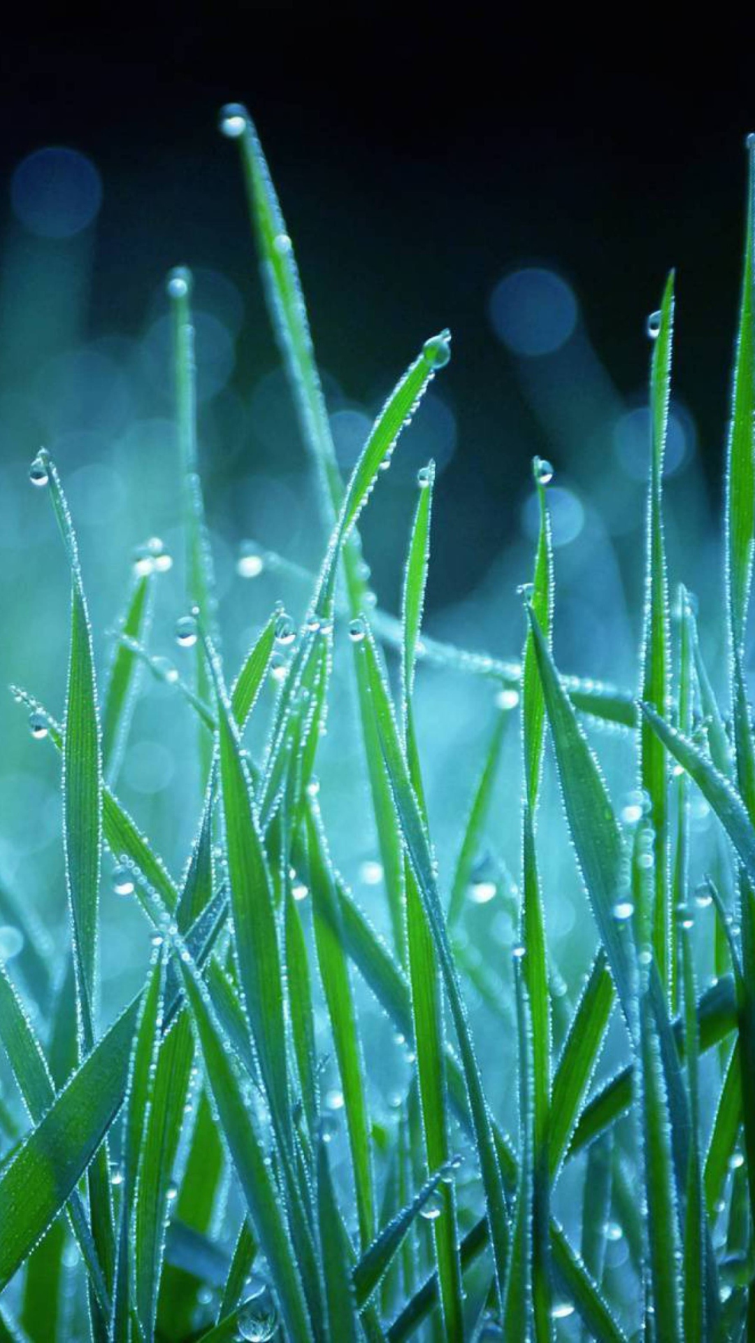 Sfondi Dew Drops On Grass 1080x1920