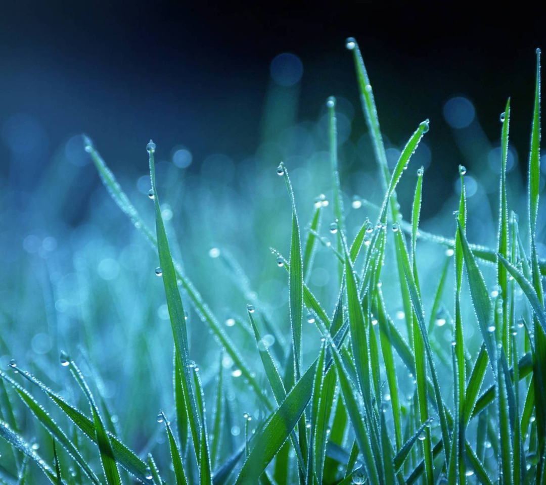 Das Dew Drops On Grass Wallpaper 1080x960