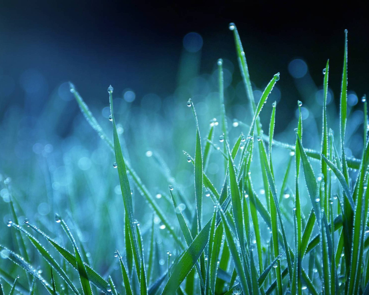 Обои Dew Drops On Grass 1280x1024