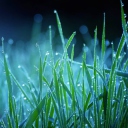 Das Dew Drops On Grass Wallpaper 128x128