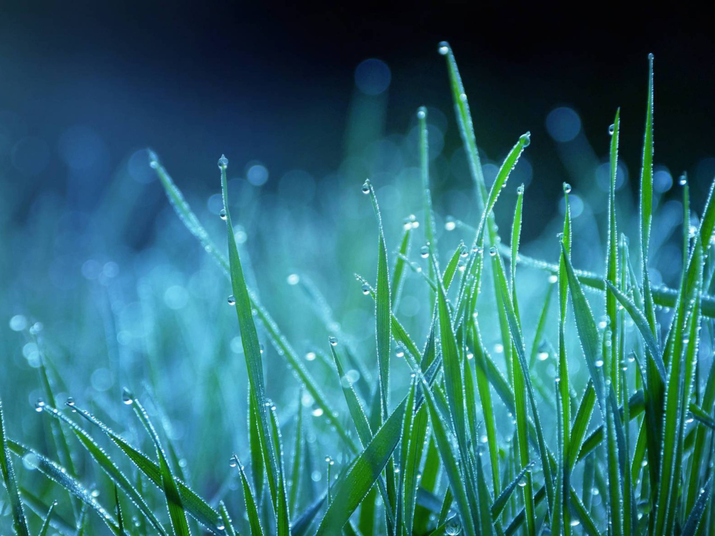 Обои Dew Drops On Grass 1400x1050