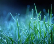 Dew Drops On Grass screenshot #1 176x144
