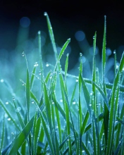Das Dew Drops On Grass Wallpaper 176x220