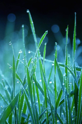 Das Dew Drops On Grass Wallpaper 320x480