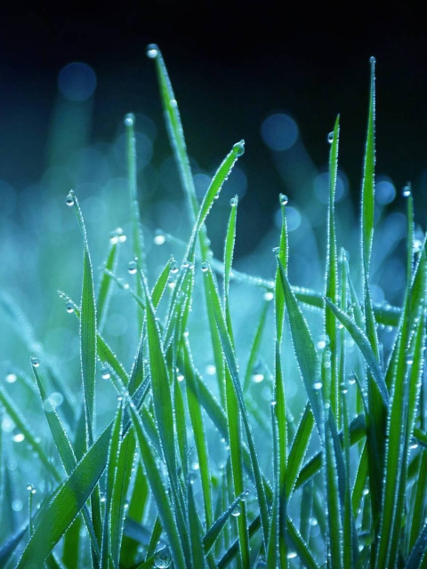 Dew Drops On Grass screenshot #1 480x640