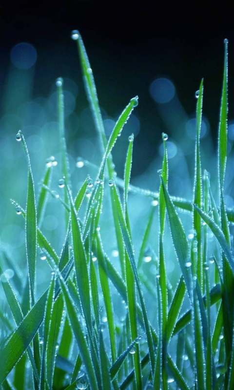 Sfondi Dew Drops On Grass 480x800