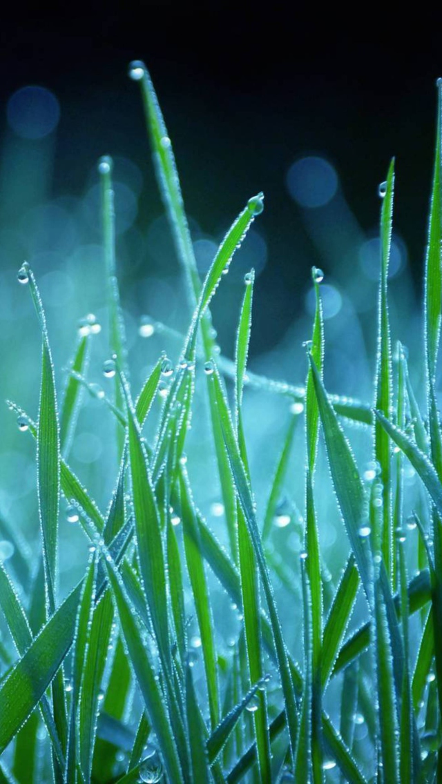 Обои Dew Drops On Grass 640x1136