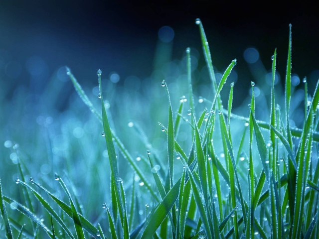 Das Dew Drops On Grass Wallpaper 640x480