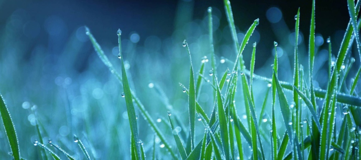 Das Dew Drops On Grass Wallpaper 720x320
