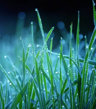 Kostenloses Dew Drops On Grass Wallpaper für 240x320